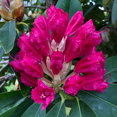 Rhododendron 'Dr H.C Dresselhuys'