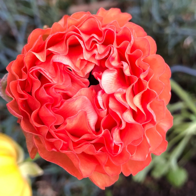 plant image 1021822