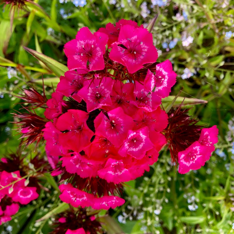 plant image 1061470 plant image 1061470