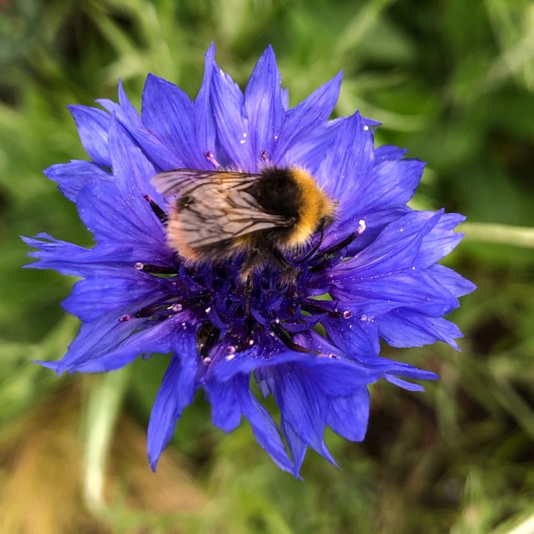 plant image 1068279