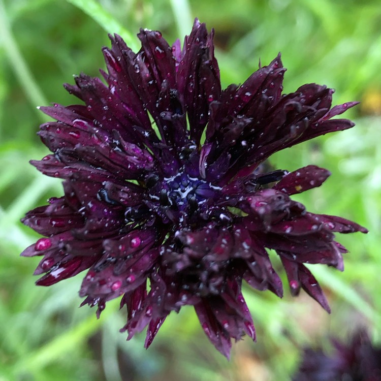 Plant image Centaurea cyanus 'Black Ball'