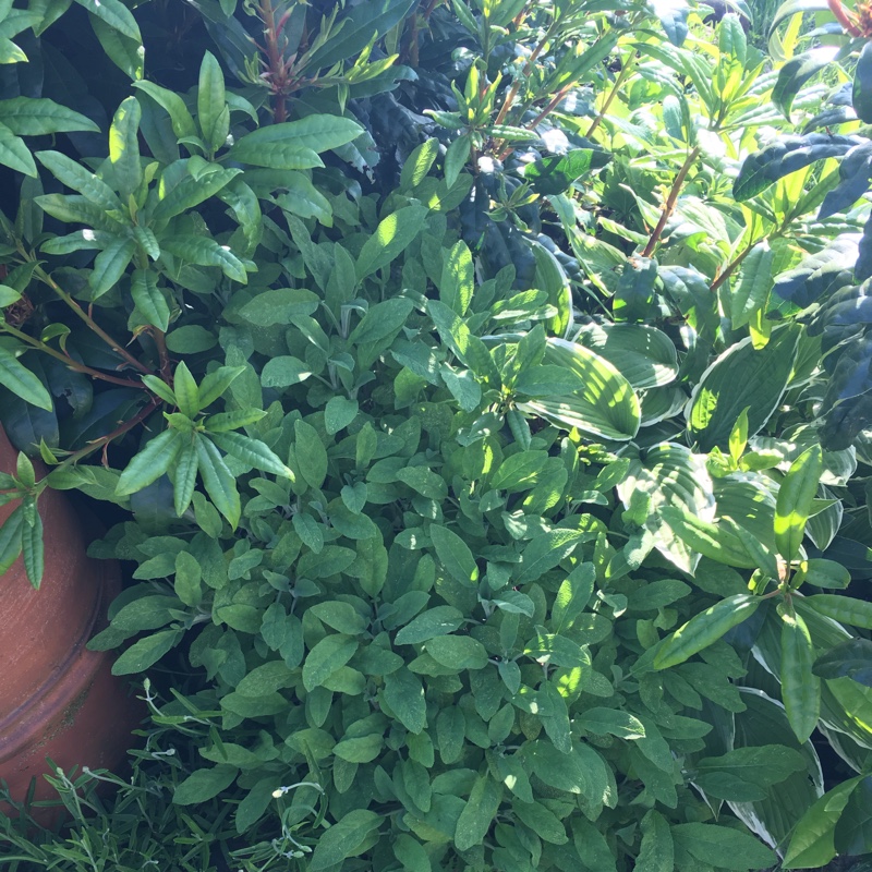 Plant image Salvia officinalis 'Purpurascens'