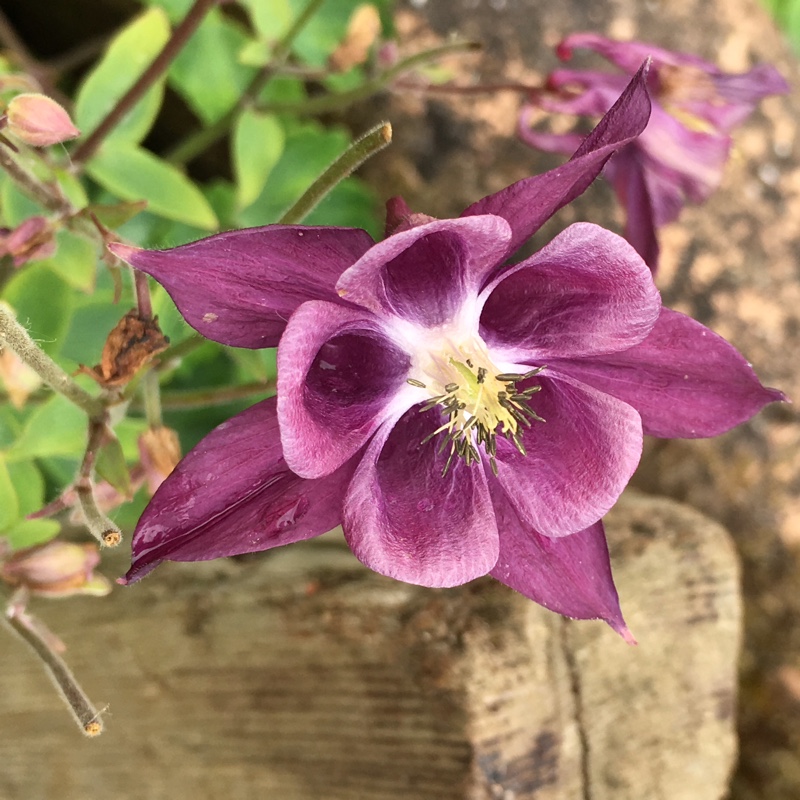 plant image 108304