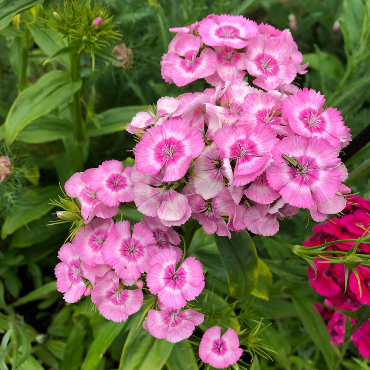 Plant image Dianthus barbatus