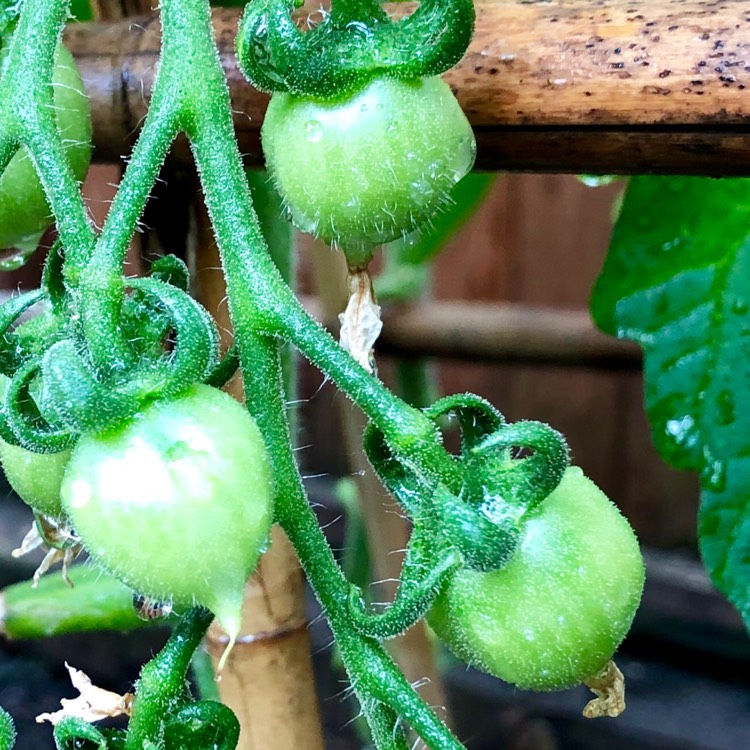 Plant image Solanum Lycopersicum 'Principe Borghese'