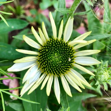Echinacea 'Apecssiwh' (Sunseekers Series) syn. Echinacea 'Sunseekers White'