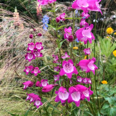Penstemon