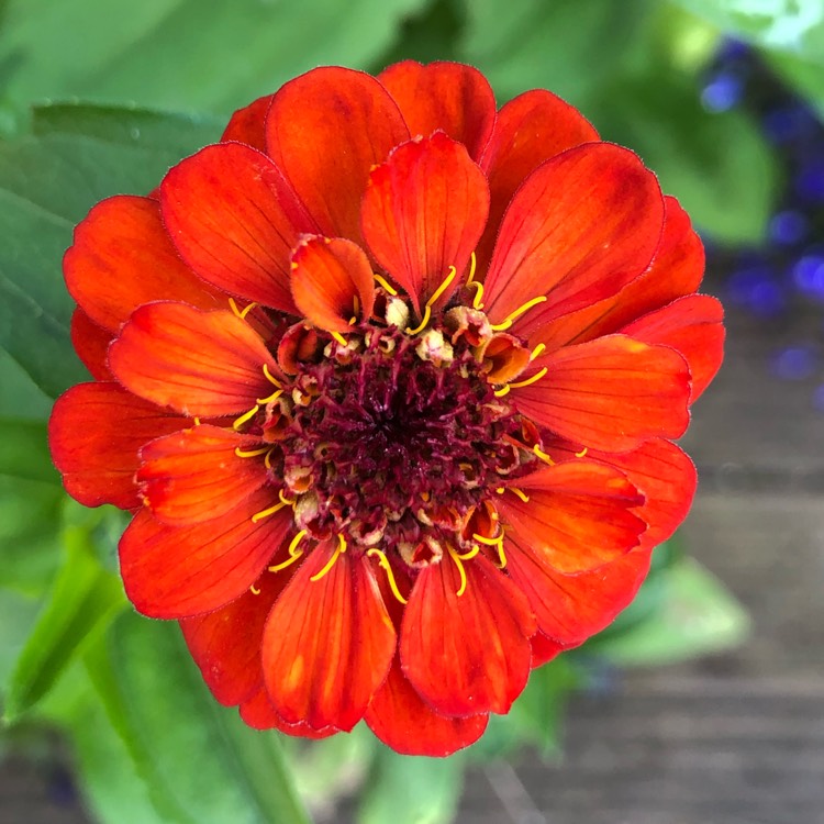 Plant image Zinnia elegans 'Orange King'