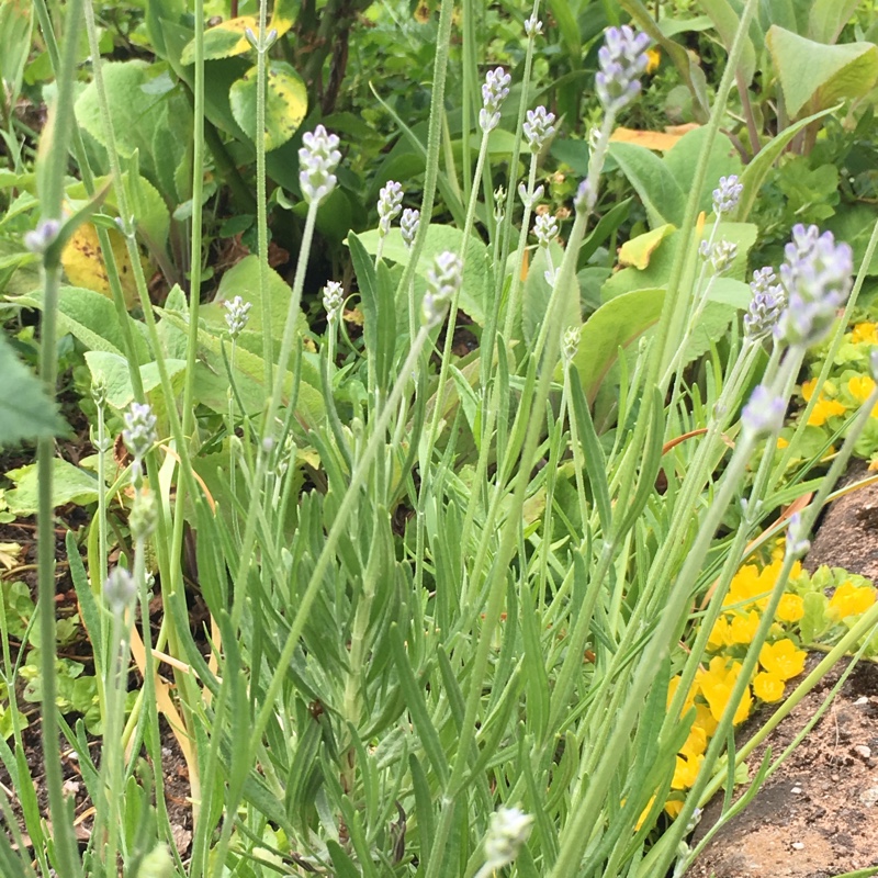 Plant image Lavandula angustifolia 'Imperial Gem'