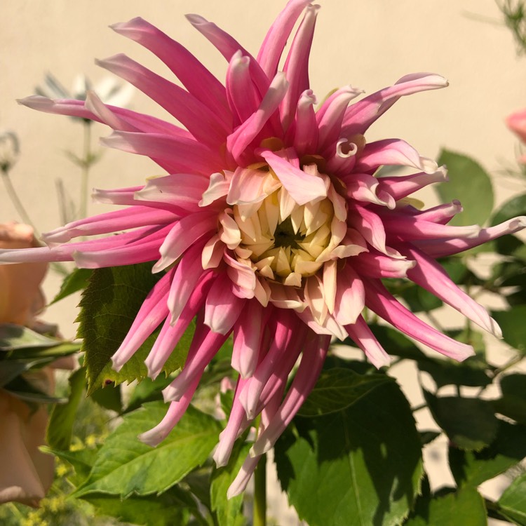 Plant image Dahlia 'Star's Favourite'