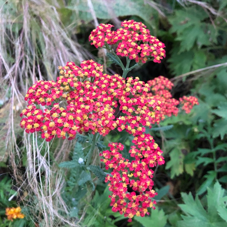 Plant image Achillea millefolium 'Paprika'