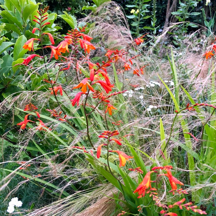plant image 1137742