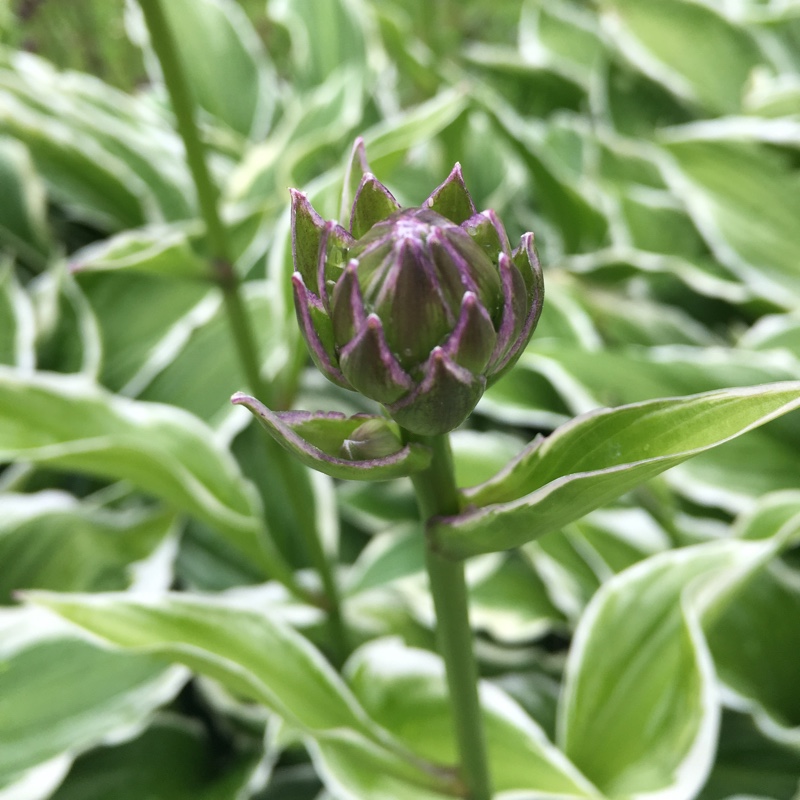 plant image 113918 plant image 113918
