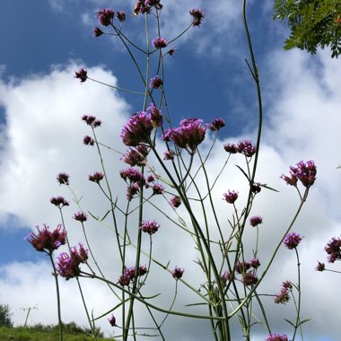 Verbena bonariensis 'Buenos Aires'