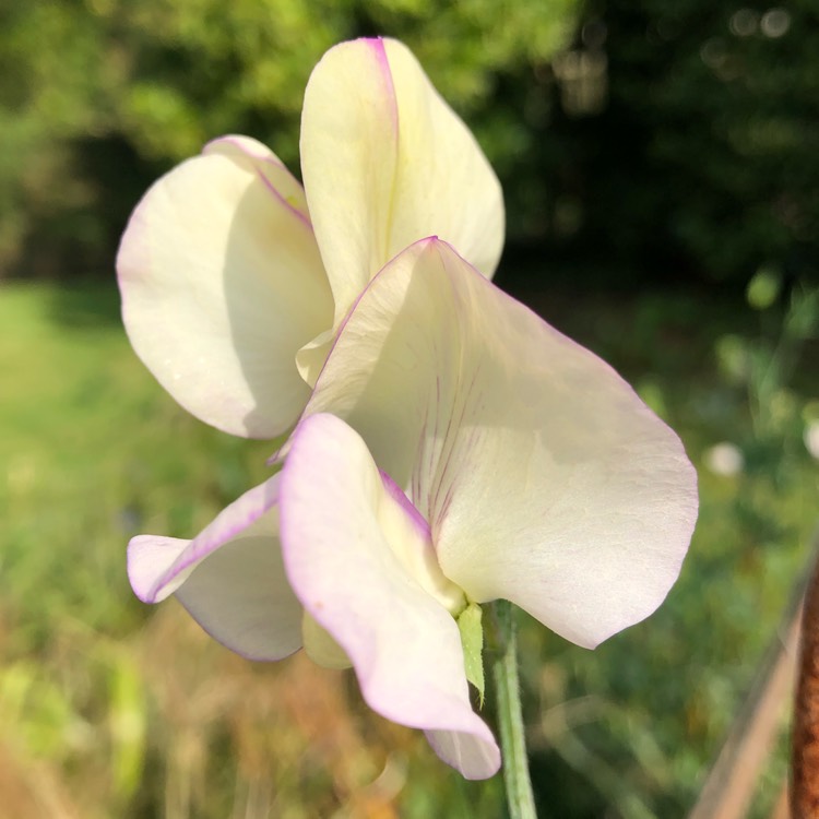 Plant image Lathyrus Odoratus 'April In Paris'