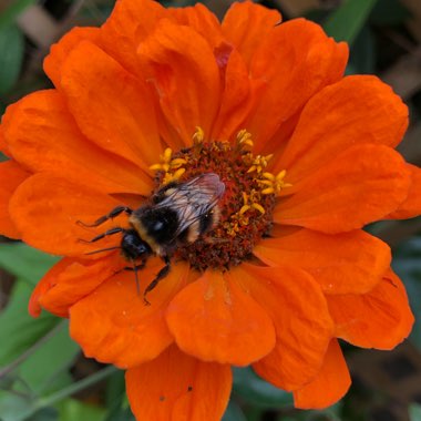 Zinnia elegans 'Orange King'
