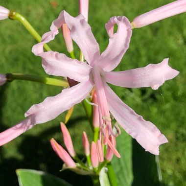 Nerine 'Codora'