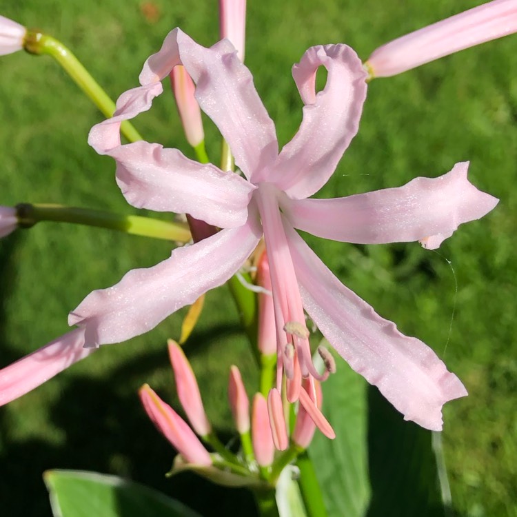 plant image 1171575