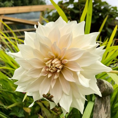 Dahlia 'Cafe au Lait'
