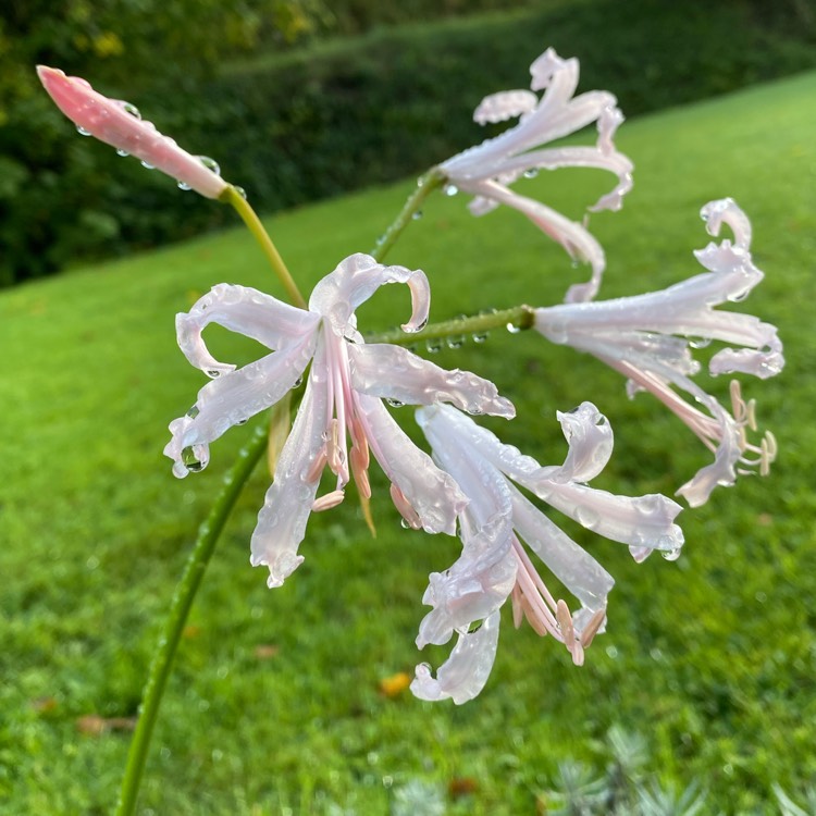 plant image 1185916