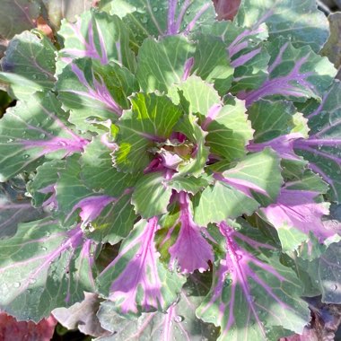 Brassica oleracea