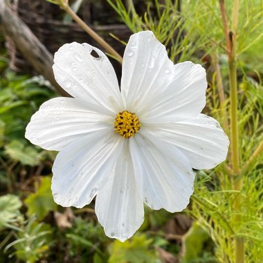 Cosmos Purity