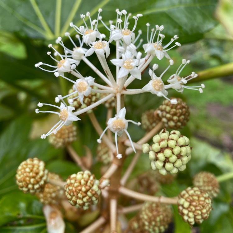 plant image 1195212