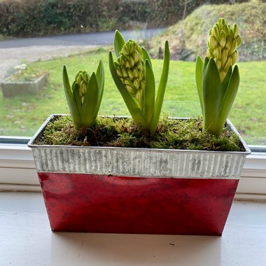 Hyacinthus orientalis
