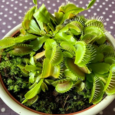 Dionaea muscipula