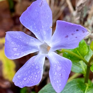 Vinca minor 'Argenteovariegata'