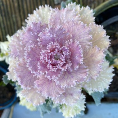 Brassica oleracea