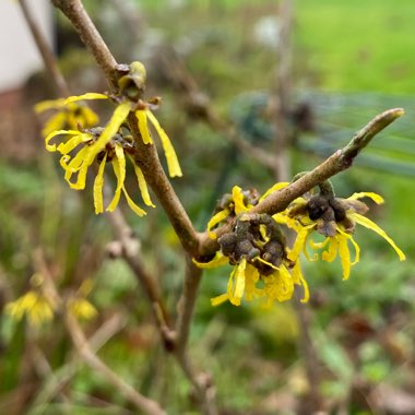 Hamamelis x intermedia 'Arnold Promise'