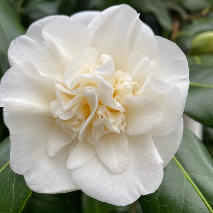 Plant image Camellia japonica 'April Blush'