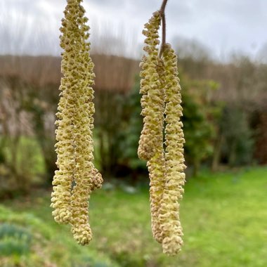 Salix