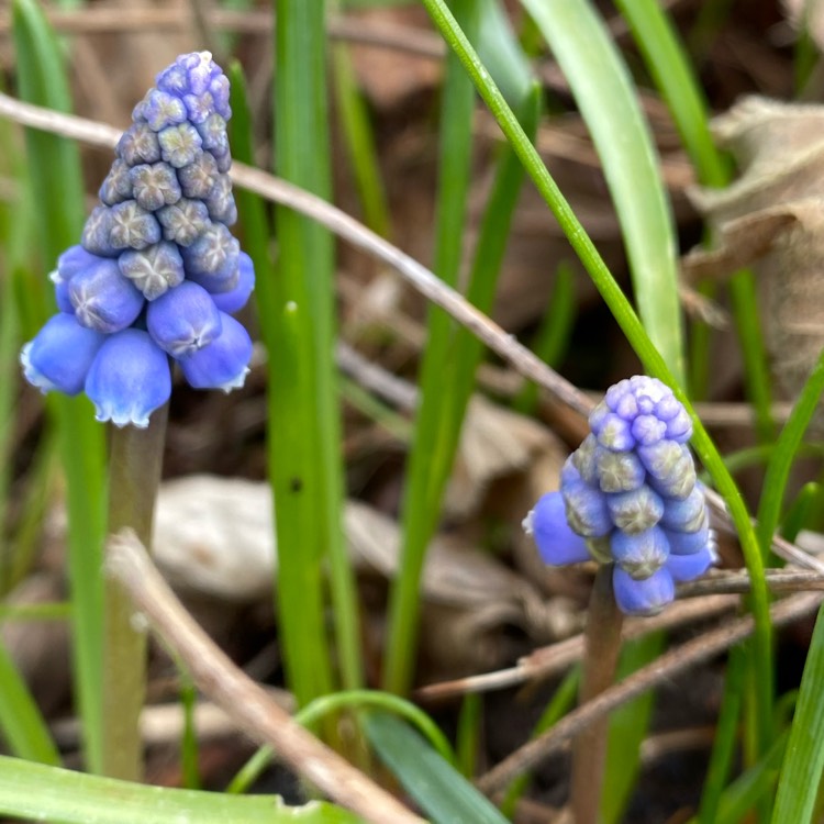 plant image 1237223