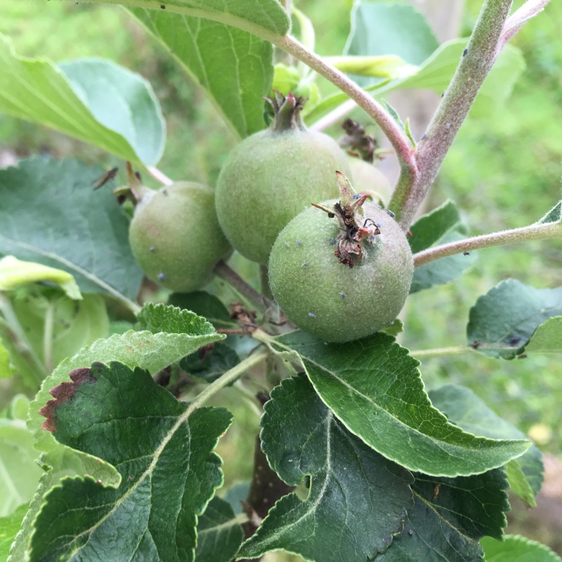 plant image 124713