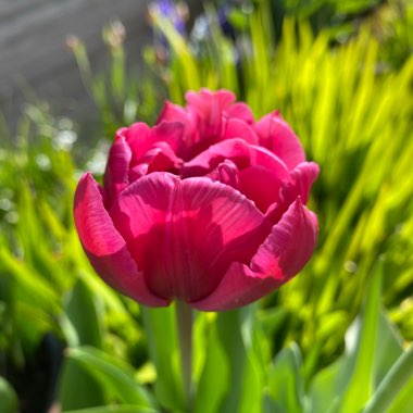 Tulipa