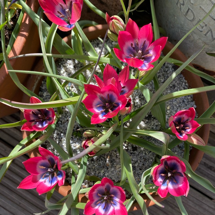 plant image 1262754 plant image 1262754