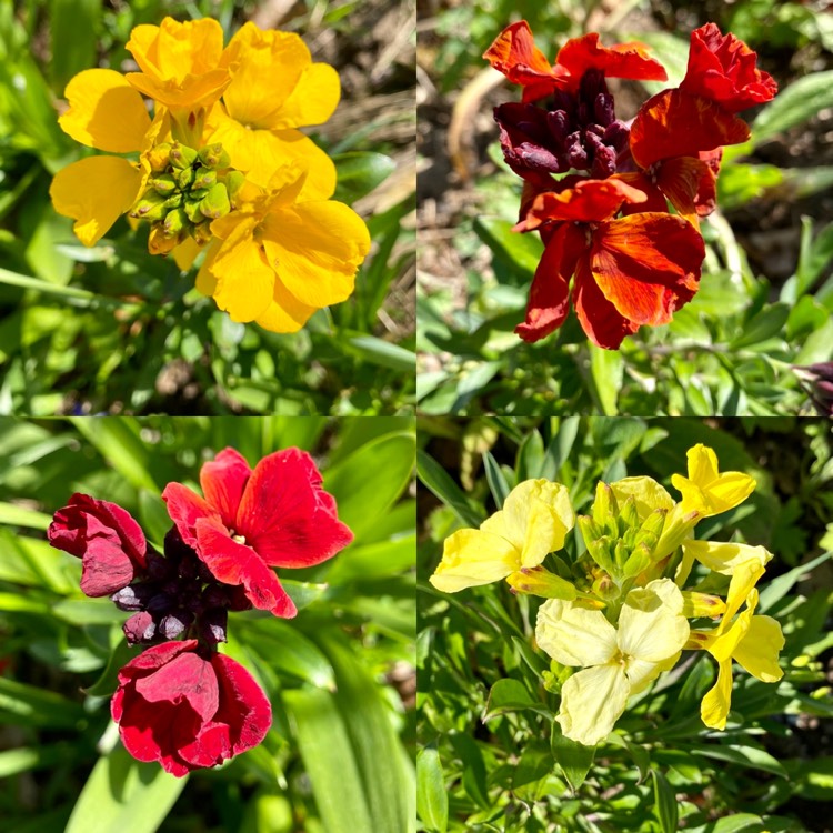plant image 1269578