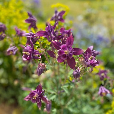 Aquilegia