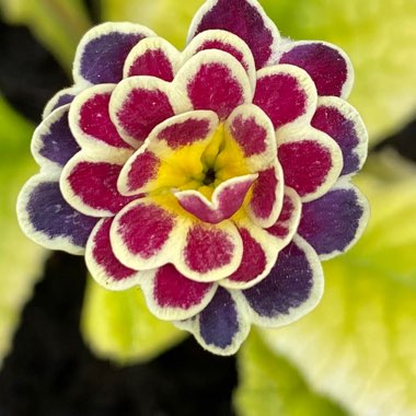Primula 'Elizabeth Killelay'