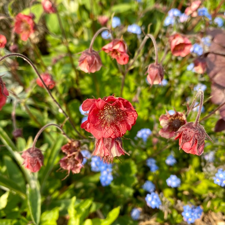 Plant image Geum 'Tequila Sunrise'