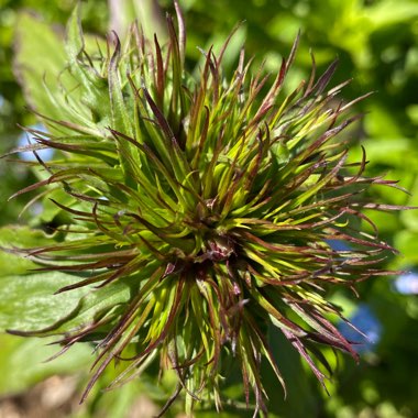 Dianthus barbatus