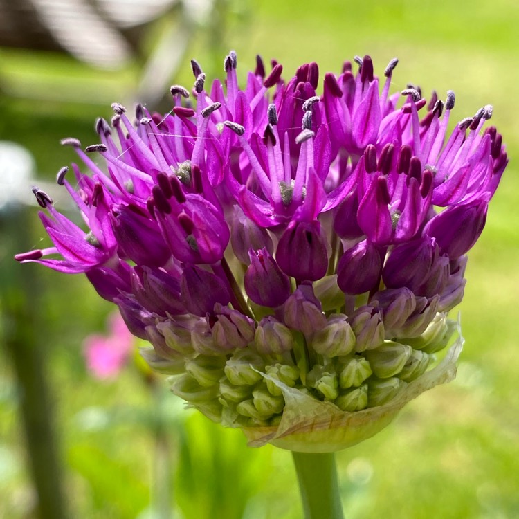 plant image 1293010 plant image 1293010