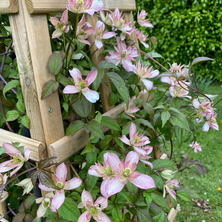 plant image 1296062 plant image 1296062