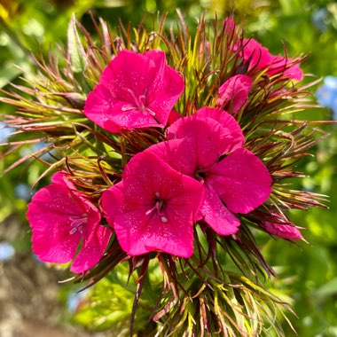 Dianthus barbatus