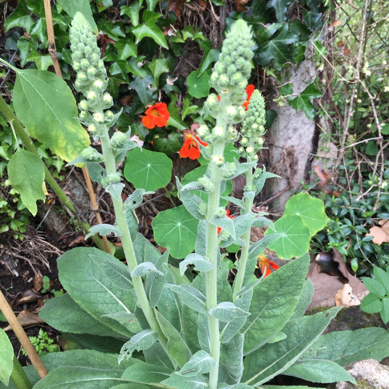 plant image 130934