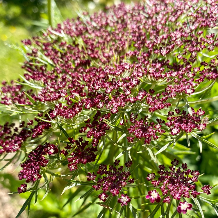 plant image 1318473