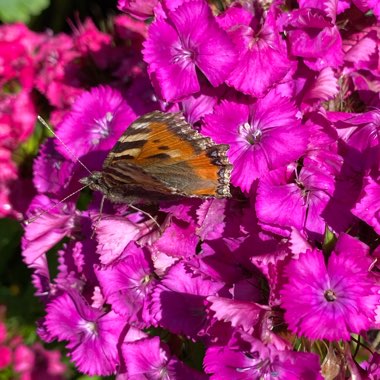 Dianthus barbatus