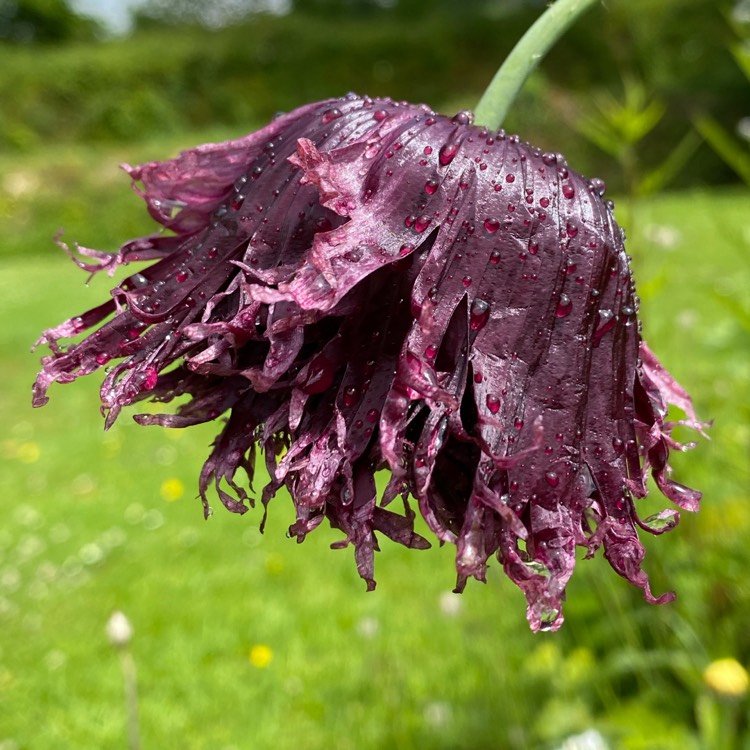 plant image 1333650